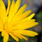 Yellow-flower-2