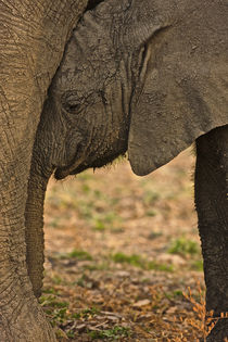 Elephant calf by Johan Elzenga