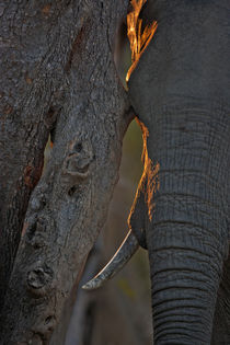 Elephant leans against tree