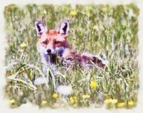 Fox Cub in Spring von Graham Prentice