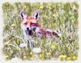 Fox-cub-watercolour