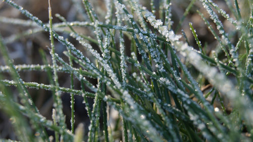 Frostedgrass