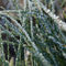 Frostedgrass