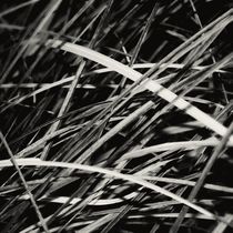 Grass by Jaromir Hron