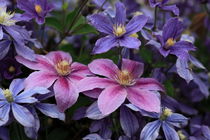 Purple Flowers von Guenther Schwermer