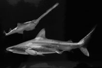 Haie, Jäger der Meere von Guido-Roberto Battistella