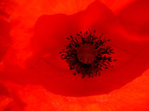 Poppy Diving by Carlos Gomes