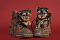 Yorkshire terrier puppies by holka