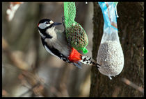 Woodpecker by David Freeman