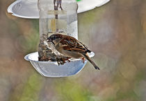 Sparrow on a feeder by David Freeman