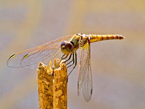 Dragonfly by kent