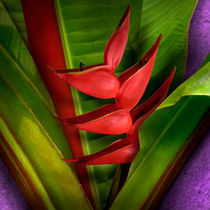 'Window Heliconia' by Cesar Palomino