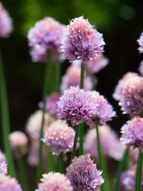 Chives by kent