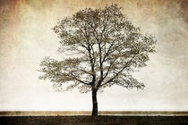 One Tree by Milena Ilieva