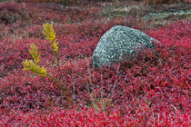 Autumn blueberry field, Maine, USA by John Greim