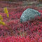'Autumn blueberry field, Maine, USA' von John Greim