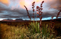 Flowering Flax at Sunset Volcanic Plateau North Island New Zealand by Kevin W.  Smith
