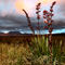 Npk-sunset-clean-flax-02100511