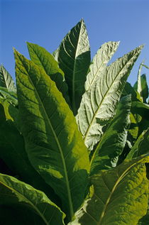 Tobacco leaves in plantation von Sami Sarkis Photography
