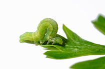 Green Inchworm on parsley leaf von Sami Sarkis Photography