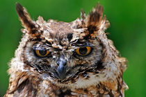 Eurasian Eagle-Owl von Sami Sarkis Photography