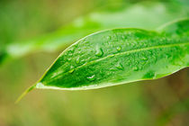 Water droplet on leaf after rain von Sami Sarkis Photography