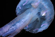 Luminescent Jellyfish by Sami Sarkis Photography
