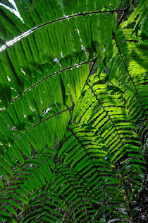 Fern leaves in rainforest von Sami Sarkis Photography