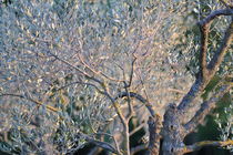 Olives tree detail at dusk by Sami Sarkis Photography