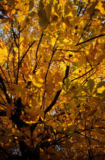 Blazing yellow dead leaves at fall on a plane tree by Sami Sarkis Photography