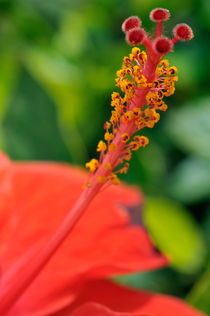 Red hibiscus flower  by Sami Sarkis Photography