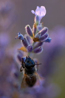 Bee gathering nectar from lavender flower at sunset by Sami Sarkis Photography