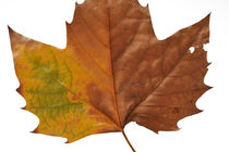 Dead Autumn leaf of Plane tree von Sami Sarkis Photography