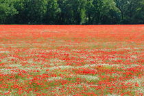 Poppies field and trees at spring by Sami Sarkis Photography