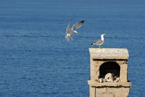 Seagulls landing on wall overlooking sea by Sami Sarkis Photography