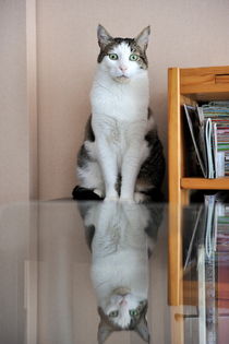 Cat standing on chair by Sami Sarkis Photography