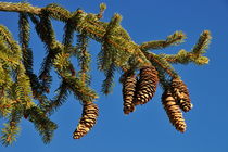 Pine Cones on pine tree branch by Sami Sarkis Photography