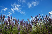 Lavender flowers in field on blue sky by Sami Sarkis Photography