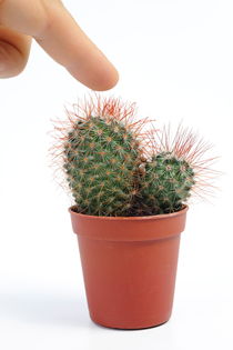 Man pressing his finger on a mini cactus von Sami Sarkis Photography