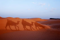 Men and camels shadows on sand dune von Sami Sarkis Photography