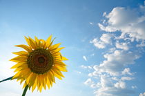 Sunflower and clouds on blue sky by Sami Sarkis Photography