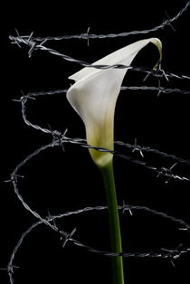 Arum Lilly surrounded by barbed wire by Sami Sarkis Photography