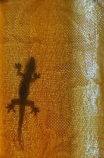 Lizard on curtain by Sami Sarkis Photography