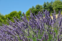 Lavender flowers in field at summer von Sami Sarkis Photography