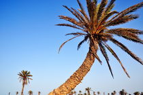 Palm trees on clear sky von Sami Sarkis Photography