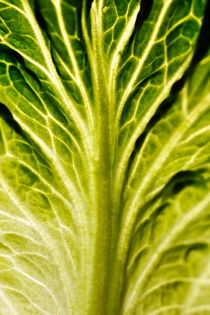 Veins on a lettuce leaf von Sami Sarkis Photography