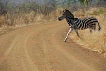 Burchell's Zebra (Equus burchelli) crossing dirt road by Sami Sarkis Photography