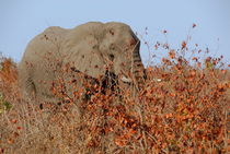 African elephant (Loxodonta africana) hiding in shrubs by Sami Sarkis Photography