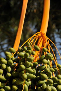 Bunch of Date fruits hanging from date tree von Sami Sarkis Photography