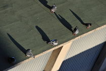 Pigeons sunbathing von Sami Sarkis Photography
